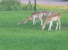 pic 022.jpg